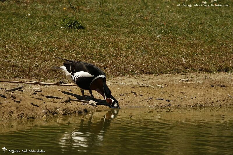 Red-breasted Goose