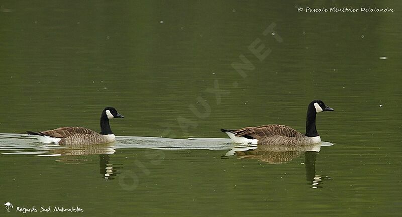 Canada Goose