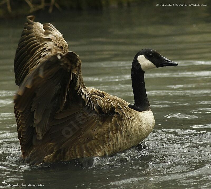 Canada Goose