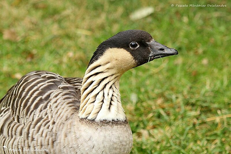 Nene