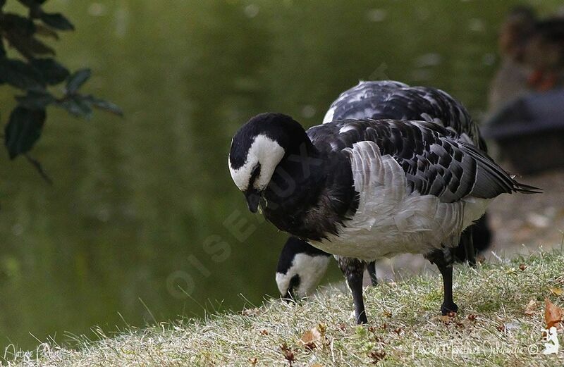 Barnacle Goose