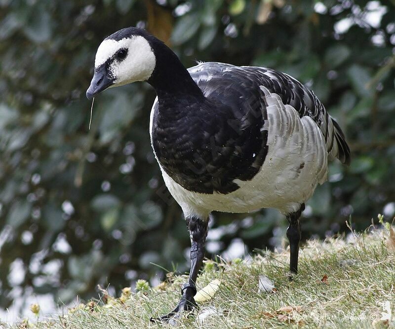 Barnacle Goose