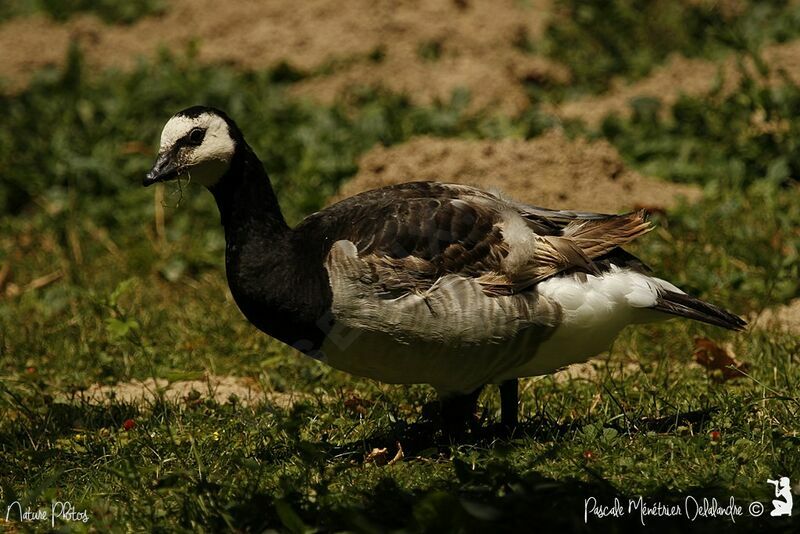 Barnacle Goose