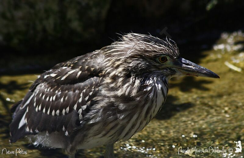 Black-crowned Night Heron