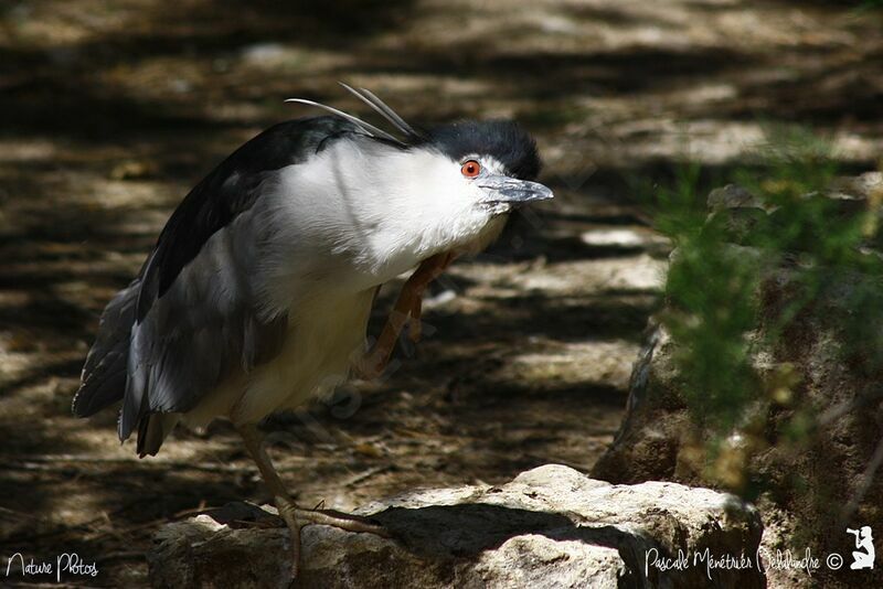 Black-crowned Night Heron