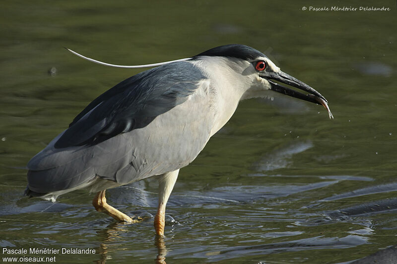 Black-crowned Night Heronadult, feeding habits