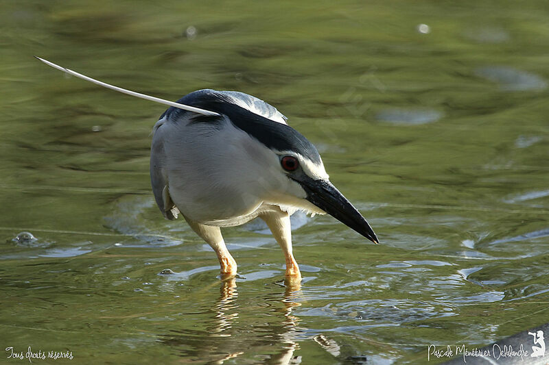 Black-crowned Night Heron