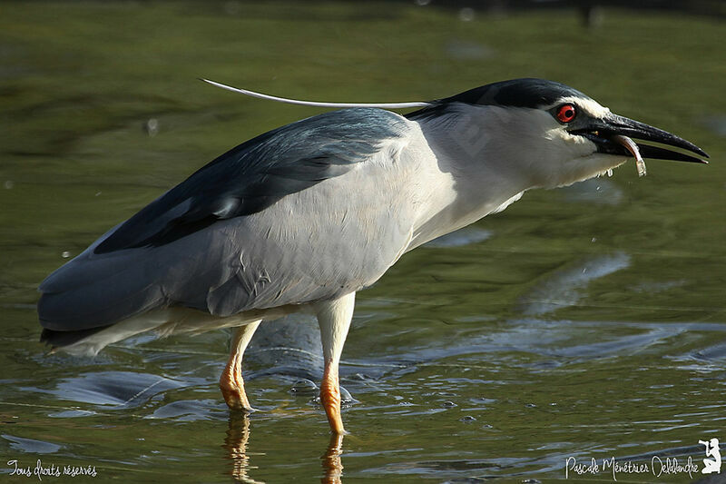 Black-crowned Night Heron