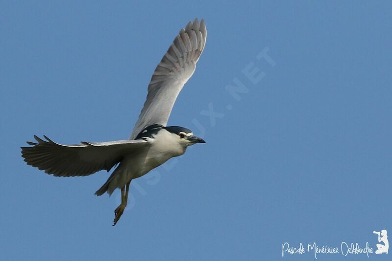 Black-crowned Night Heron