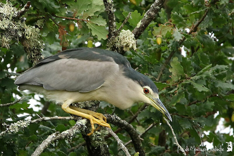 Black-crowned Night Heron