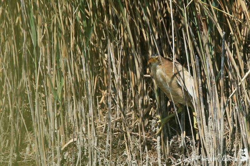 Little Bittern