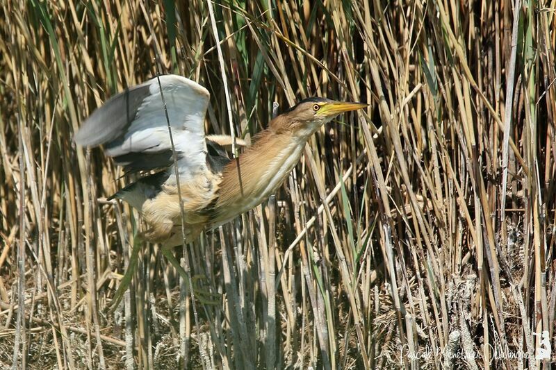 Little Bittern