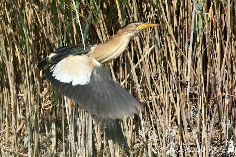 Little Bittern