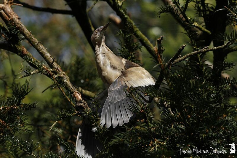 Little Bittern