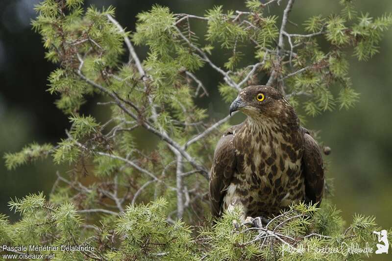 European Honey Buzzard female adult, close-up portrait