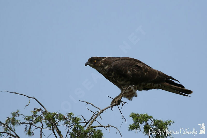 European Honey Buzzard female