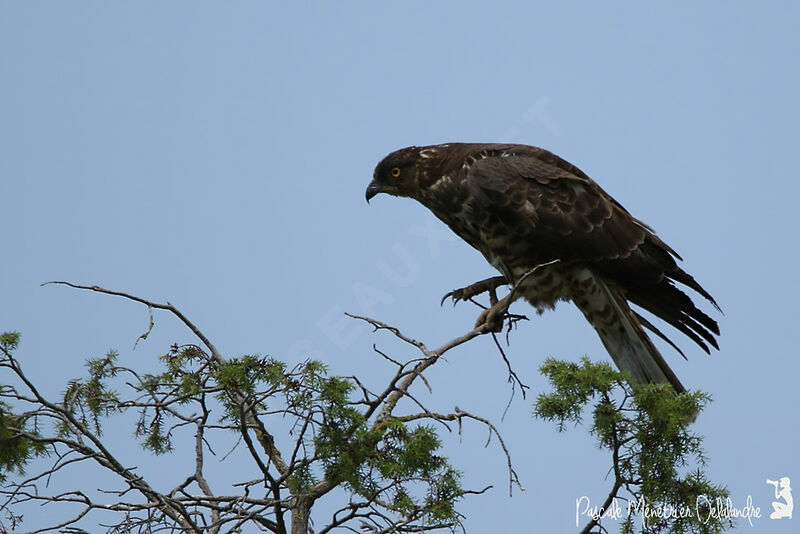 European Honey Buzzard female