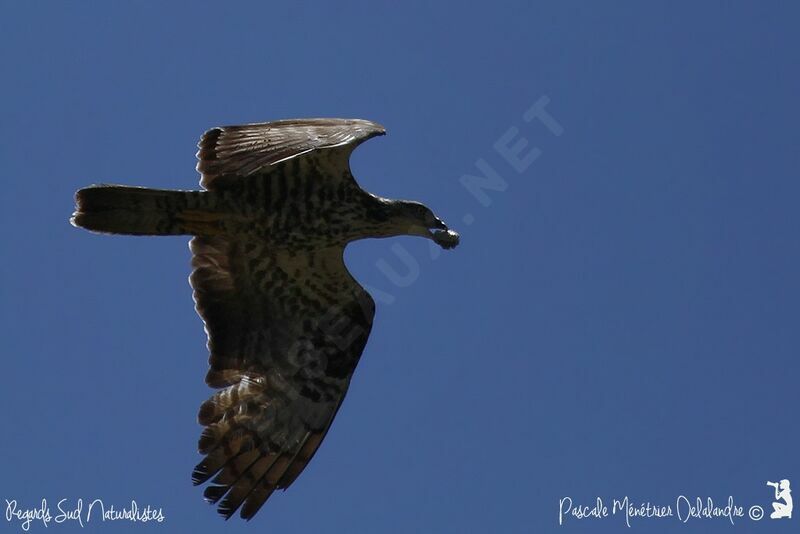 European Honey Buzzard