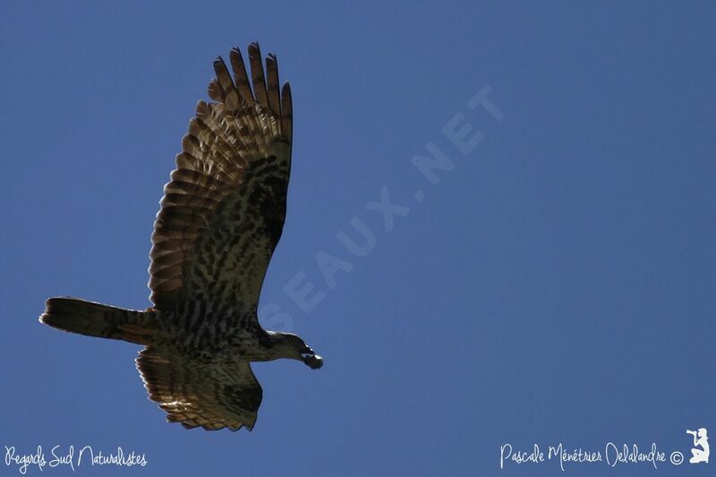 European Honey Buzzard