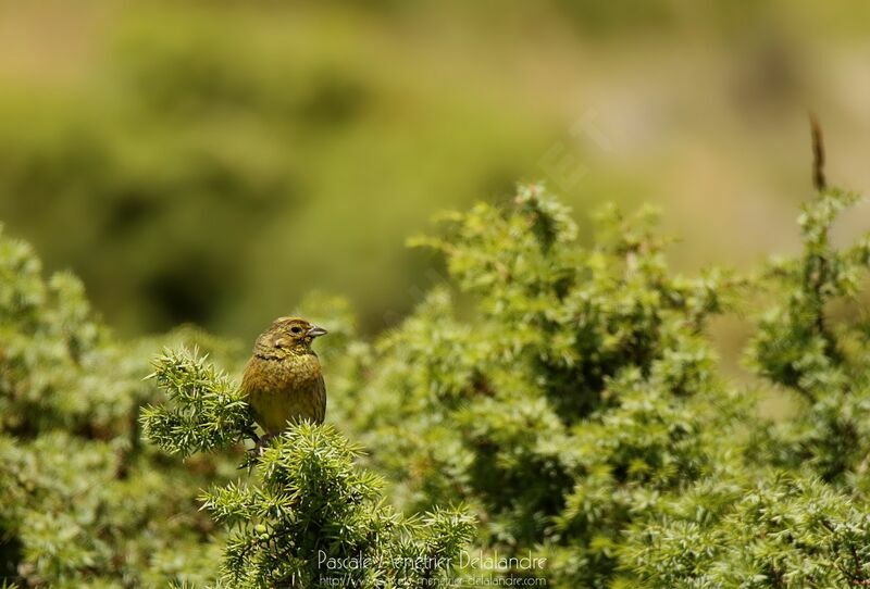 Yellowhammer