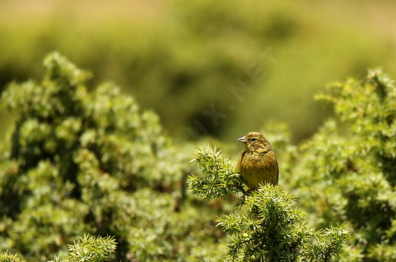 Yellowhammer