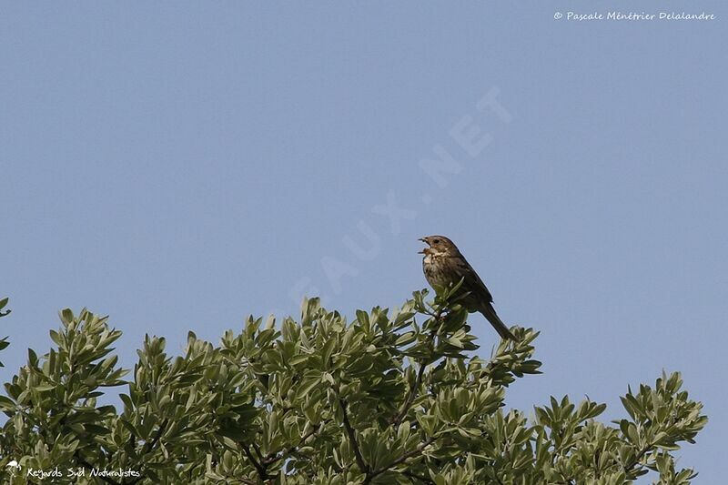 Corn Bunting