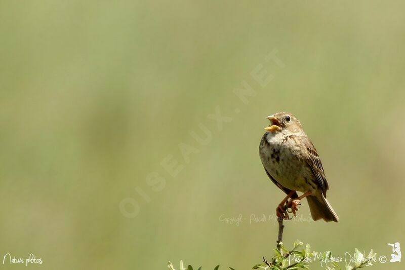 Corn Bunting