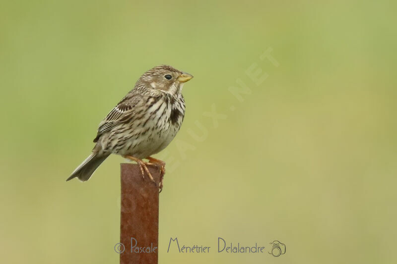 Corn Bunting