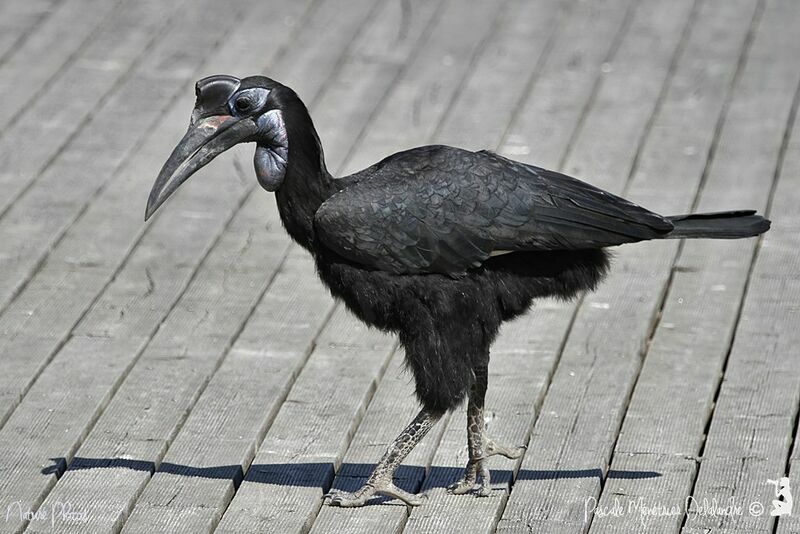 Abyssinian Ground Hornbill