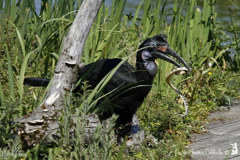 Abyssinian Ground Hornbill