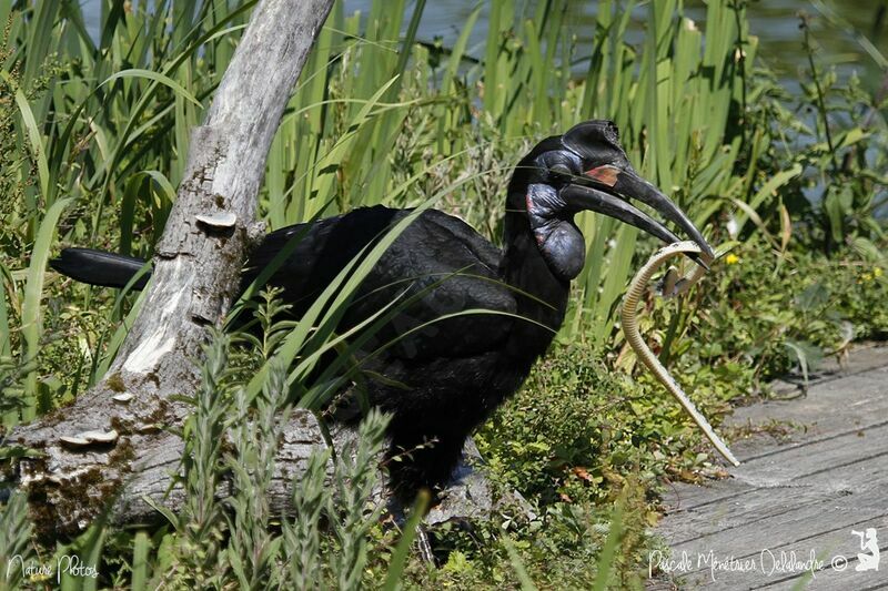 Abyssinian Ground Hornbill