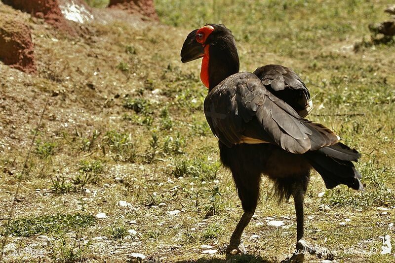 Southern Ground Hornbill