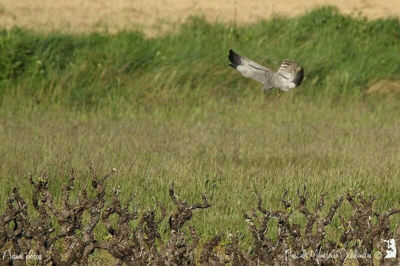 Montagu's Harrier