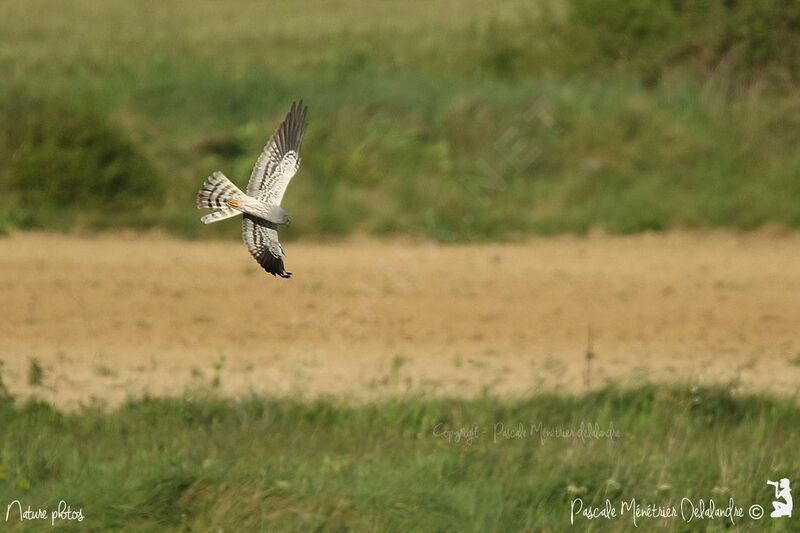 Montagu's Harrier