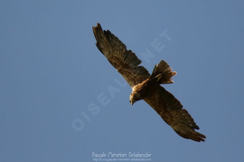 Western Marsh Harrier