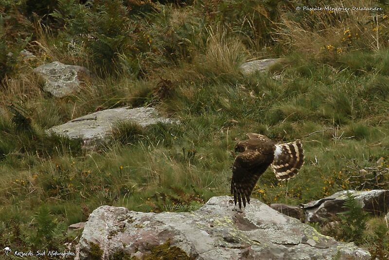 Hen Harrier