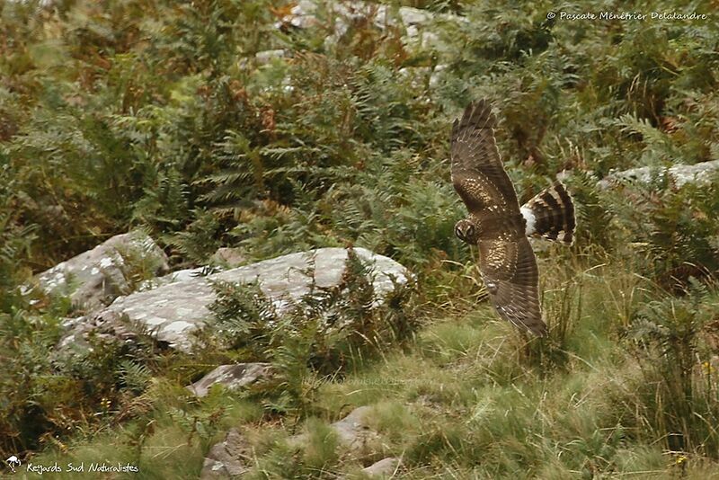 Hen Harrier