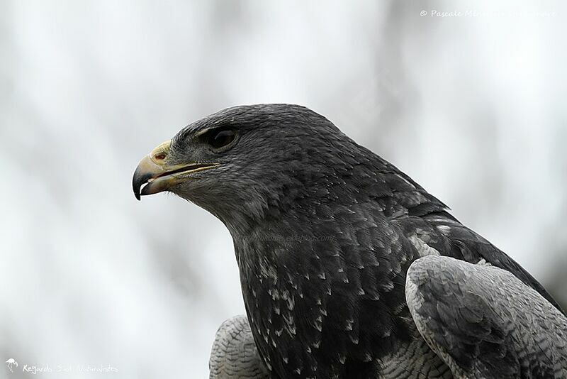 Black-chested Buzzard-Eagle