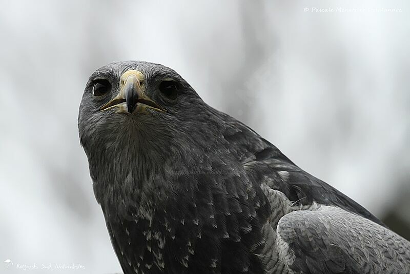 Black-chested Buzzard-Eagle