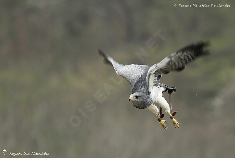 Black-chested Buzzard-Eagle