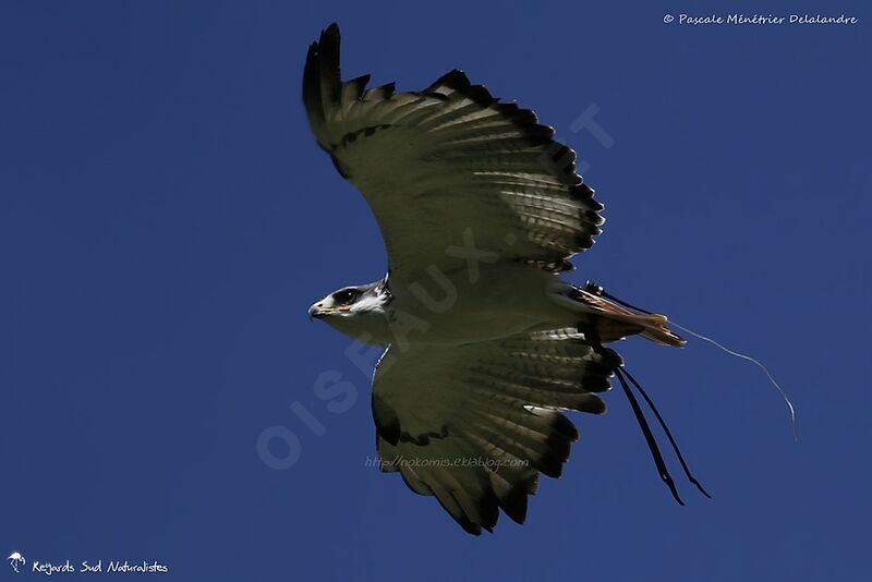 Augur Buzzard