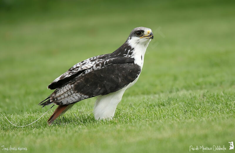 Augur Buzzard