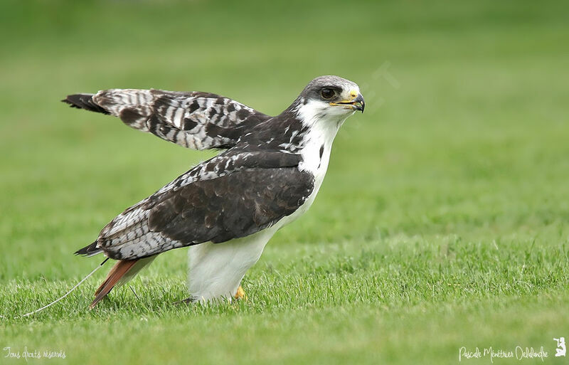 Augur Buzzard