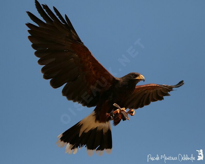 Harris's Hawkadult