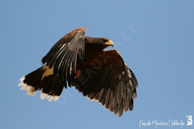 Harris's Hawkadult