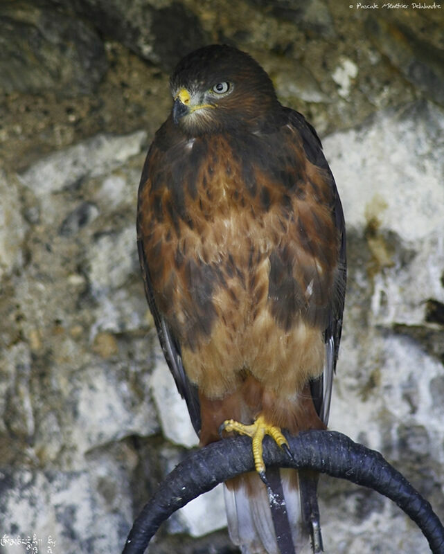 Jackal Buzzard