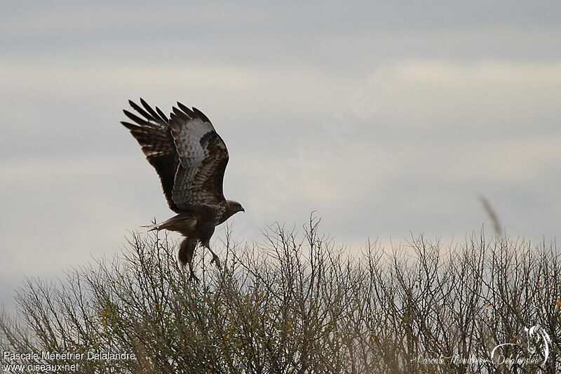 Buse variable