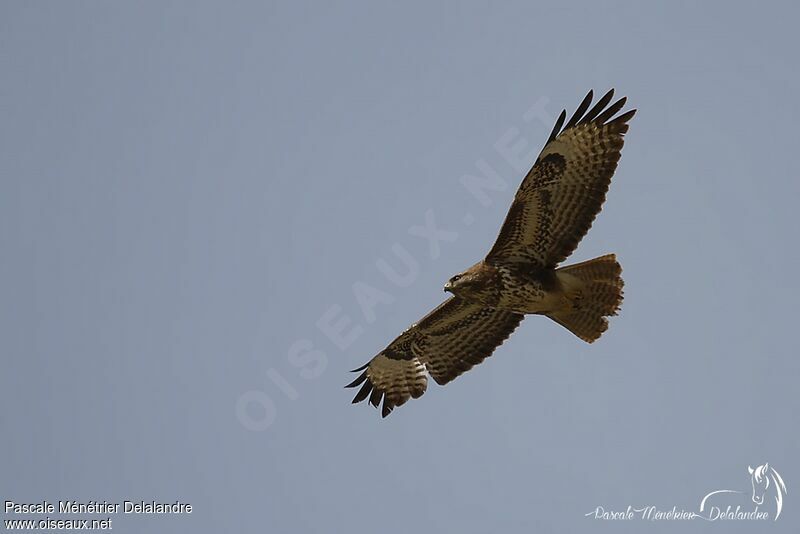 Common Buzzard