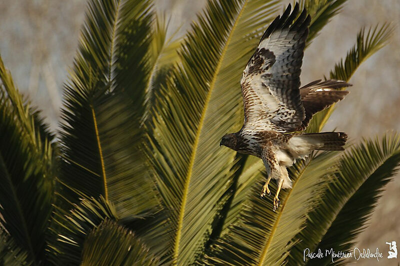 Common Buzzard