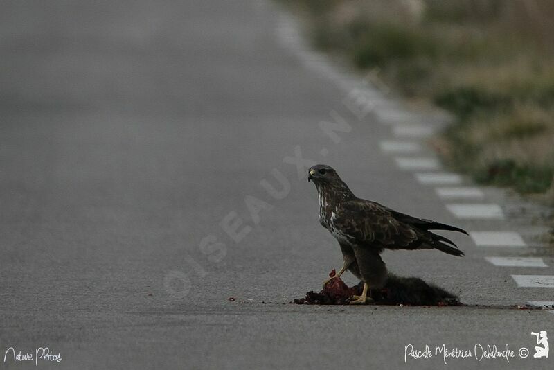 Common Buzzard